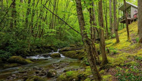 The Owl's Perch - Foto 4