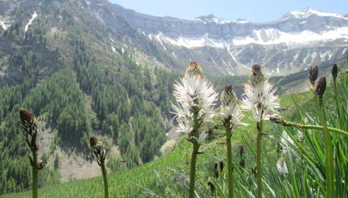 Honey Moon - Foto 2, Other