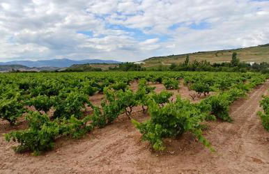 Apartamento ENTREVIÑAS en el corazón de La Rioja - Foto 14