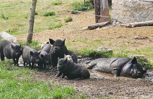 Agroturystyka Stara Huta - Domek Boho - Foto 2