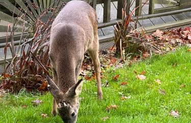 Luxury, private, secure self-contained Coach House, near Wythall and close to the NEC - Foto 34