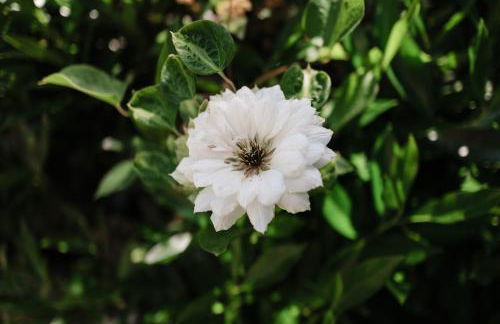 Southeast Portland Comfy & Eclectic Craftsman Home - Foto 45