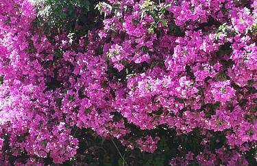 Lemon Tree Cottage - Foto 29