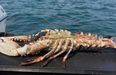 yacht Twenty Seven - Foto 11