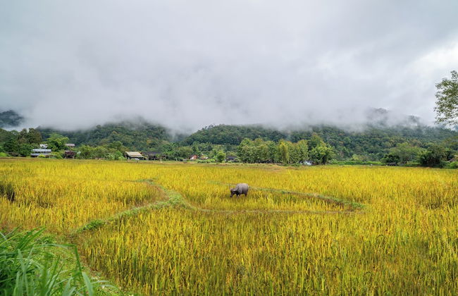 Luxury Farm House Pai - Photo 47