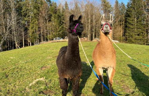 ruhiges Wohnen am Lama und Maine Coon Hof in Alleinlage in Biederbach 3 Zimmer mit Kochgelegenheit Bad - Foto 48