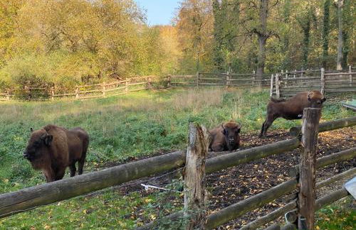 Ferienhaus am Schlossberg in Ranis - Foto 36