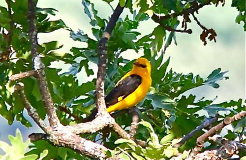 Quinta Do Marvao - Foto 54