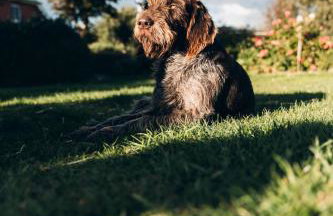 NORDSEE Bauernhof Familie Wulff FeWo "Südfall" - Foto 17