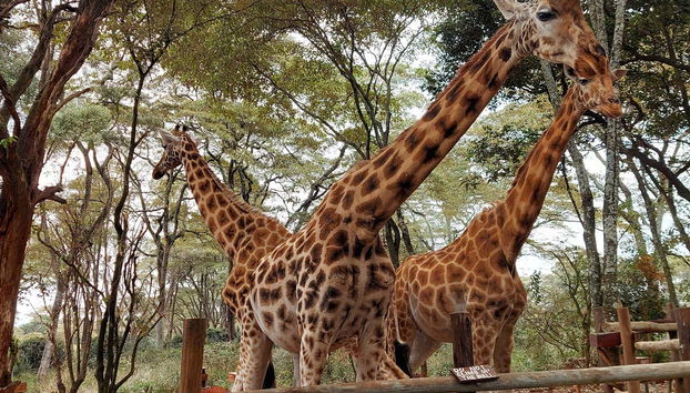 Excursión al Giraffe Centre - Foto 2, Jirafas en Nairobi