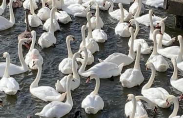 Elegant home near Stratford upon avon - Photo 40