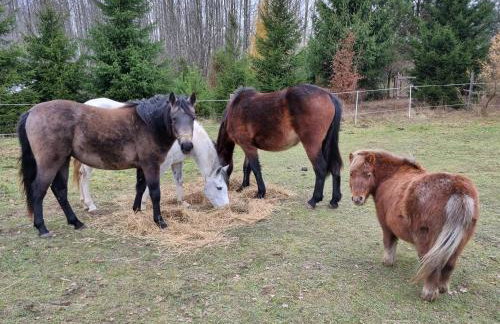 Wiejska Chata - Foto 36