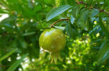 VILLA PALIOS STATHMOS - Foto 33