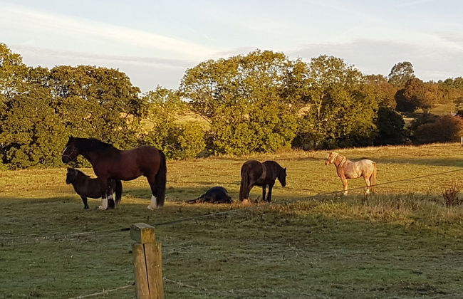 Woodpeckers Cottage - Photo 23