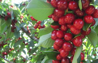 Quinta do Pombal Douro - Foto 51