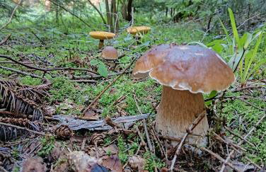 Dom w górach Zacisze lasu - Foto 29