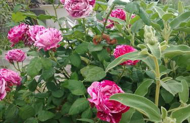 Les Gites du Mont Ventoux - Foto 64