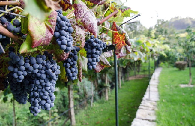 Casa da Cevidade - Foto 33