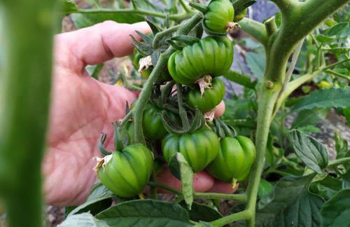 Agriturismo Brusignone - Foto 12