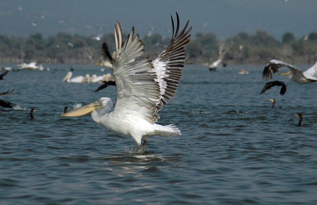 Iro Residential Complex - Foto 39