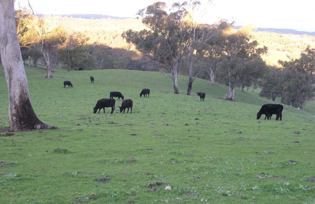 Old Bara Guesthouse - Photo 12