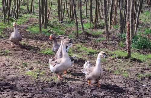 Wiejska Chata - Foto 32