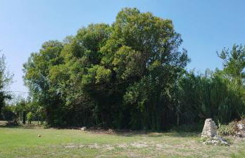 Mas en Provence - Photo 63