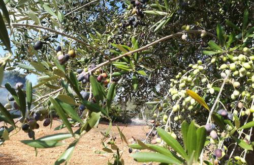 Trullo Alessandro e Villa Raffaela - Foto 122