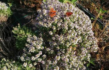 Agriturismo Nuvolino - Foto 5