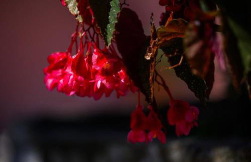 Villa Marianthy Kefalonia - Foto 20