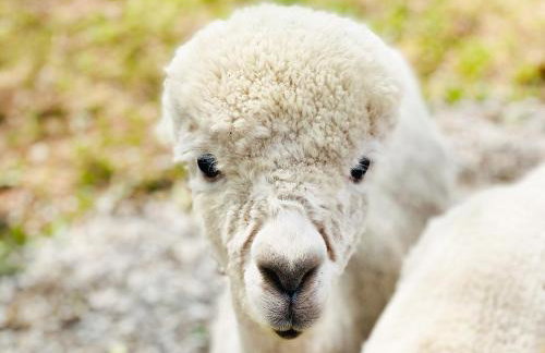 Pine Lodge - Uk30007 - Foto 35