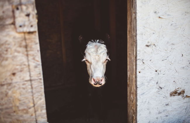 Mt. Rainier Ranch - Foto 32