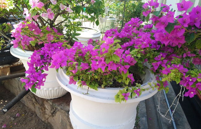 Aroma Villa - Foto 32