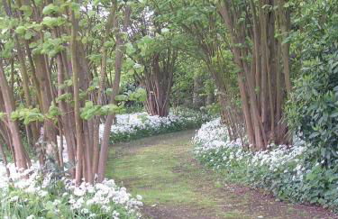 Les Magnolias - Foto 16