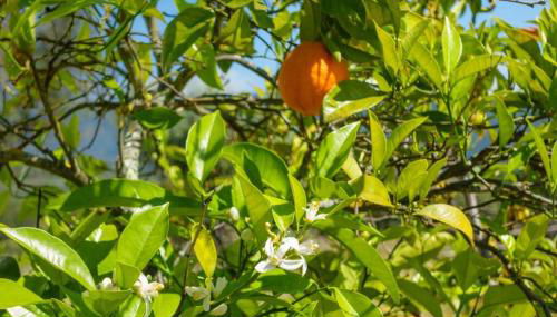 Monte das Sesmarias - Foto 3