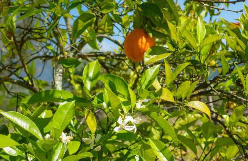 Monte das Sesmarias - Foto 3