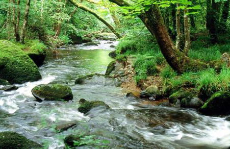 The Linney - Foto 10