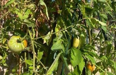 Villa Androcec - Foto 8