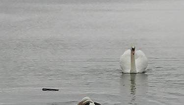 Wyciszek - mazurska agroturystyka - Foto 5