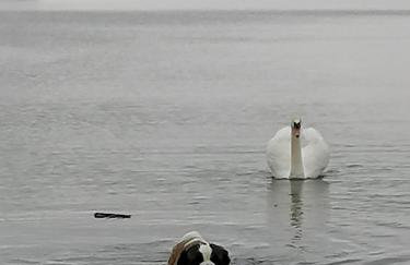 Wyciszek - mazurska agroturystyka - Foto 5