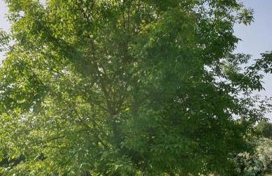 Ferienwohnung im Grünen I - Foto 17