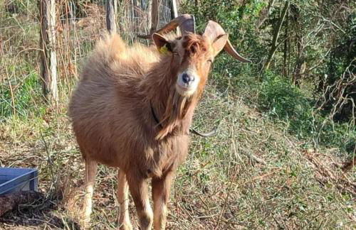 ELEXBURU LANDA Apartamentos Turisticos Rurales - Foto 34