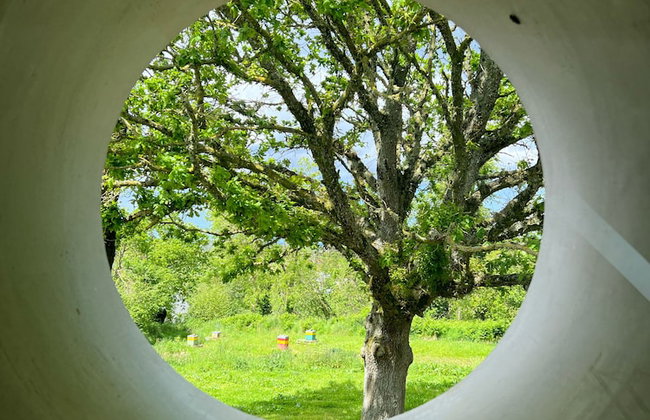 Les écolodges Sous Le Phare - Foto 16