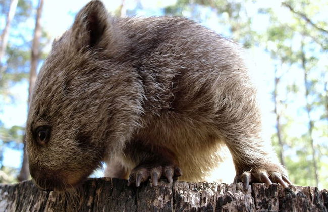 Lumera Chalets - Photo 15