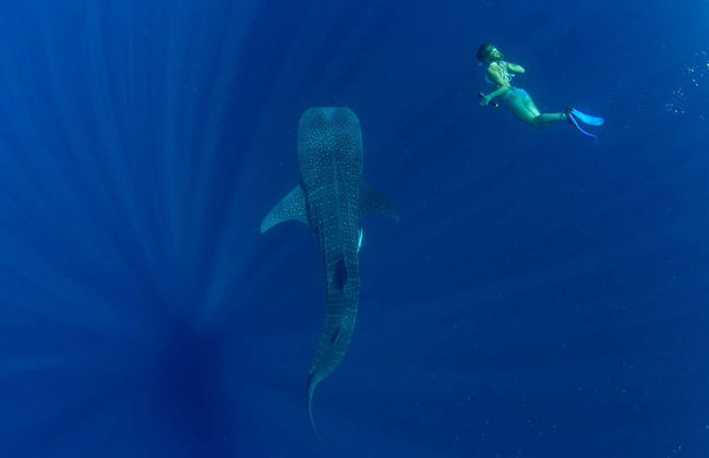 Nado con tiburones ballena en Puerto Princesa - Foto 8