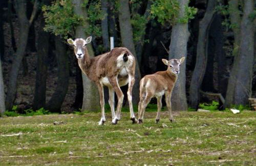 Apartmani Milena - Foto 80