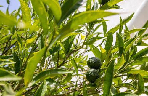 La Casuzza di Sara - Foto 6