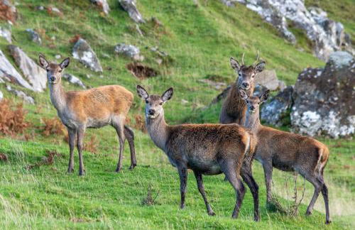 Achloist Holiday Cottage - Foto 15