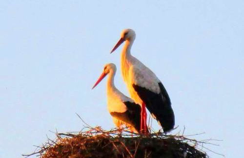 Casas Herdade do Convento da Serra - Foto 29