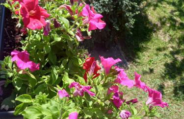 Maison du bois - Photo 6